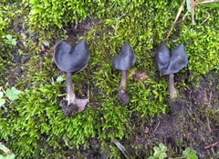 Helvella