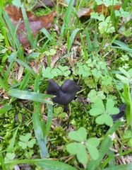 Helvella