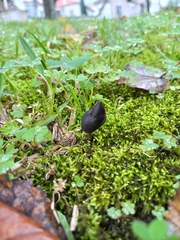 Helvella
