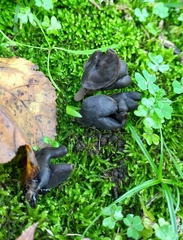 Helvella