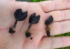 Helvella