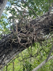 Tillandsia paucifolia