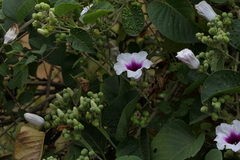 Ipomoea campanulata