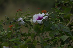 Ipomoea campanulata