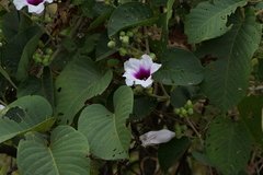 Ipomoea campanulata