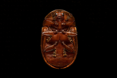 Conchyloctenia punctata