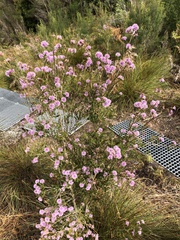 Melaleuca squamea