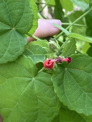 Malvaviscus