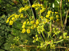 Foeniculum vulgare