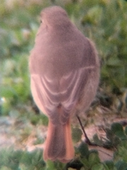 Phoenicurus hodgsoni