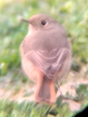 Phoenicurus hodgsoni