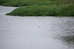 Poliocephalus poliocephalus