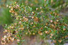 Dodonaea viscosa cuneata