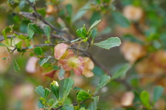 Dodonaea viscosa cuneata