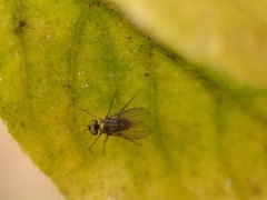 Diptera