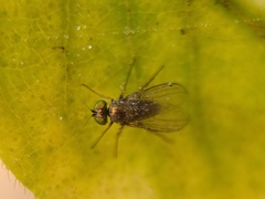 Diptera