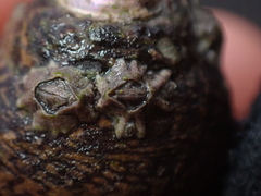 Austrominius modestus