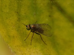 Diptera