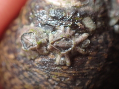 Austrominius modestus