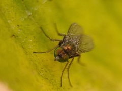 Diptera