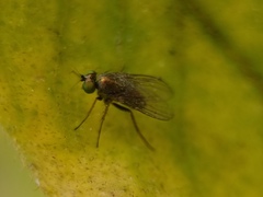 Diptera
