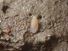 Leucophytia bidentata
