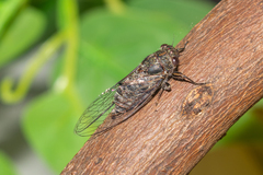 Atrapsalta corticina