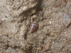 Cingula trifasciata