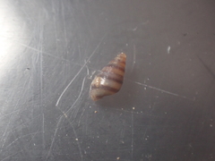 Cingula trifasciata