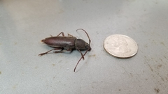 Enaphalodes hispicornis