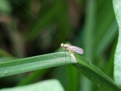 Dolichopodidae