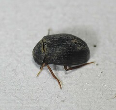 Berosus