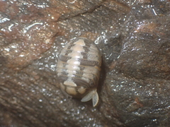Sphaeroma serratum