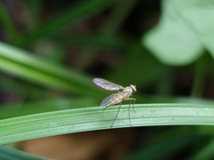 Dolichopodidae