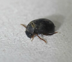 Berosus