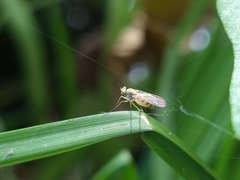 Dolichopodidae