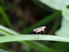 Dolichopodidae