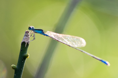 Aciagrion