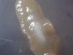 Leptoplana tremellaris