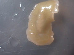 Leptoplana tremellaris