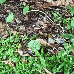 Malayopython reticulatus