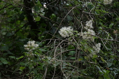Clematis gouriana