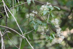 Clematis gouriana