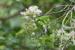 Clematis gouriana