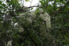 Clematis gouriana