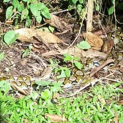 Malayopython reticulatus