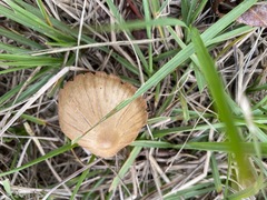 Entoloma vernum
