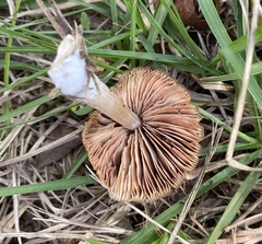 Entoloma vernum