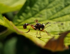 Physocephala vittata