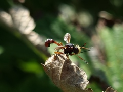 Physocephala vittata